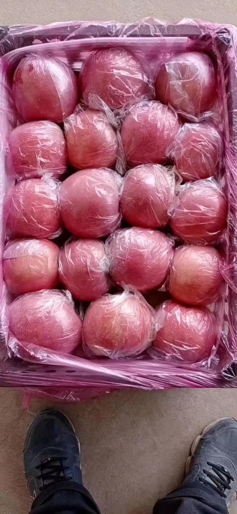 黄土高坡鲁丽苹果果味香甜口感好品质好欢迎进店