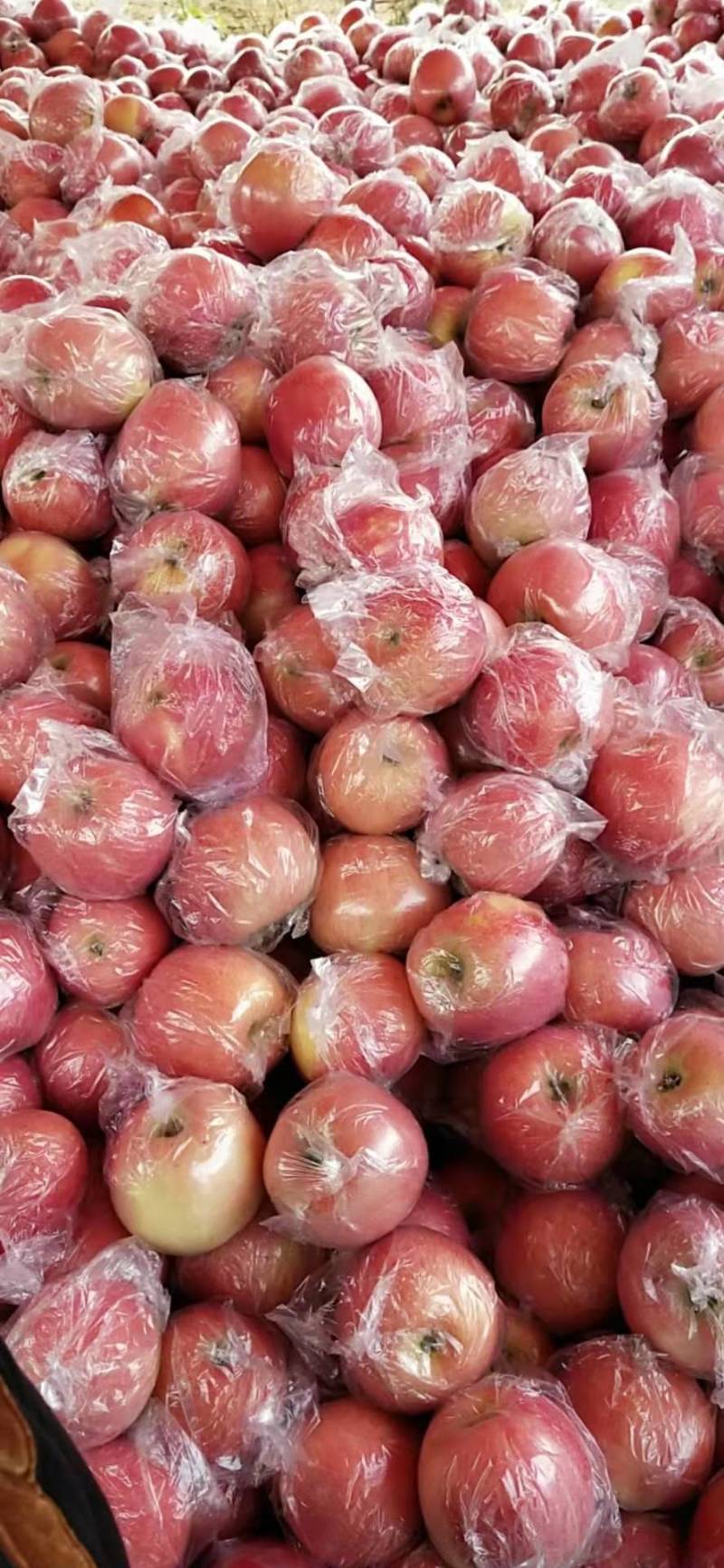 黄土高坡鲁丽苹果果味香甜口感好品质好欢迎进店