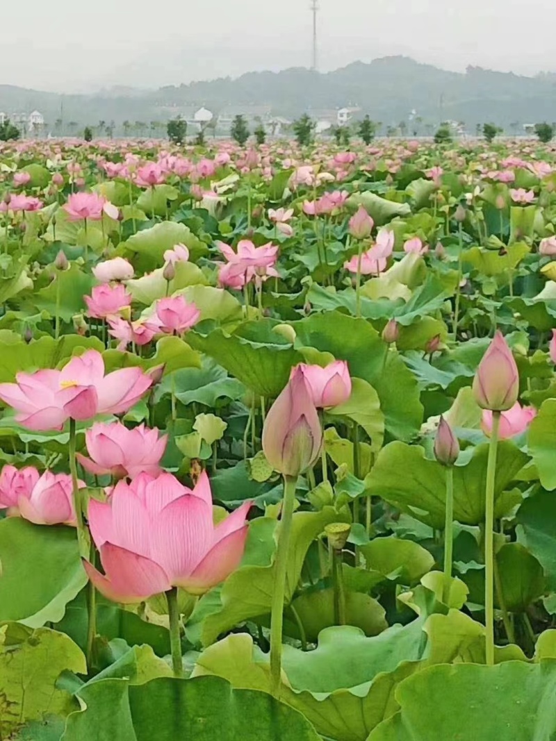 【莲藕苗】江西莲藕培植太空36号莲子苗品质保证技术指导