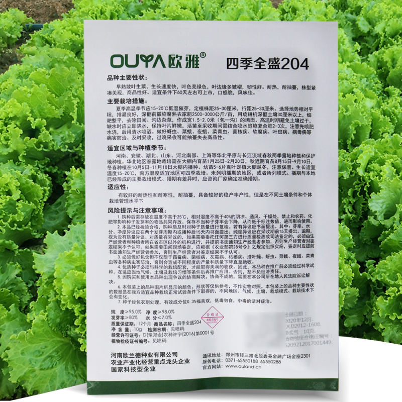 早熟散叶生菜种子长速快叶色亮绿韧性好耐热耐抽臺