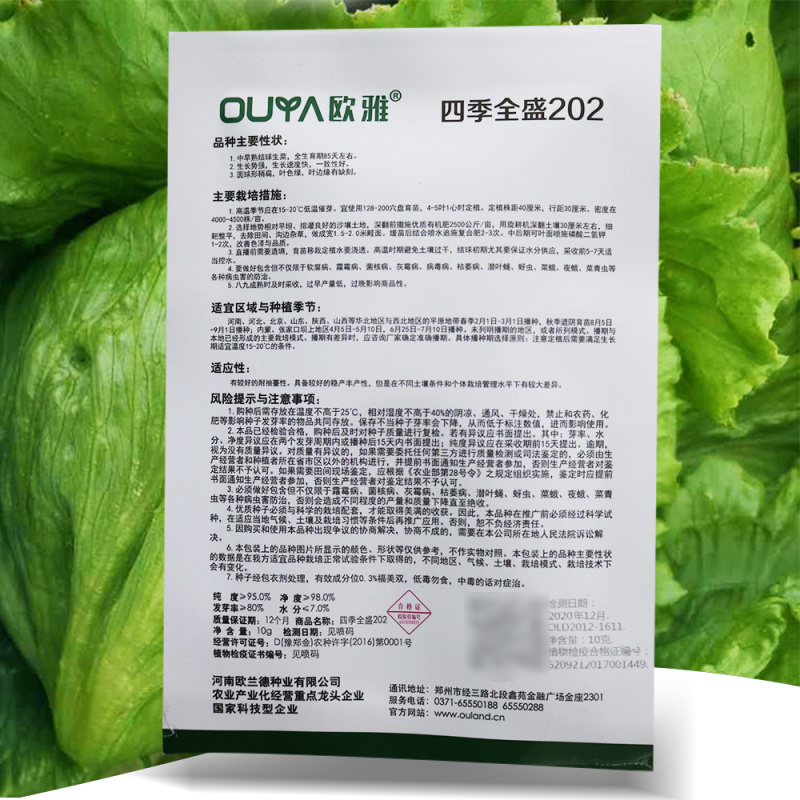 结球生菜种子长势强速度快商品一致性好耐抽臺稳产丰产