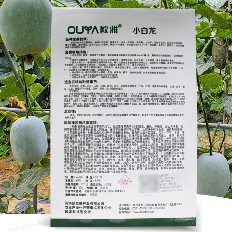 小白龙早熟水冬瓜种子抢早上市蜡粉均匀耐运输耐湿热抗逆