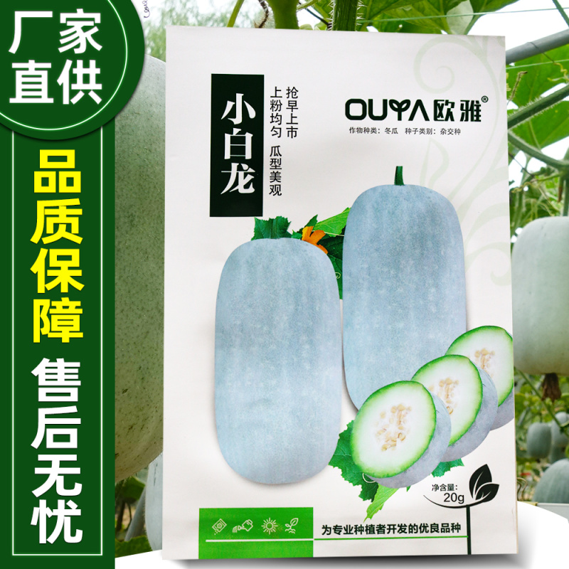 小白龙早熟水冬瓜种子抢早上市蜡粉均匀耐运输耐湿热抗逆