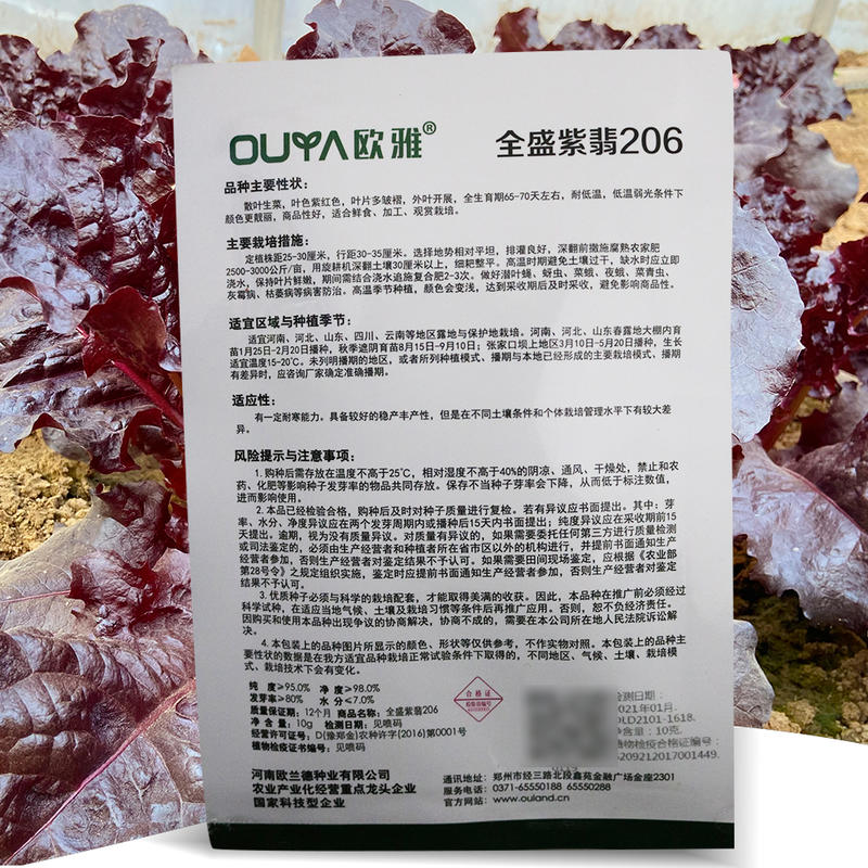 全盛紫翡206生菜种子10克/袋鲜食加工观赏商品性好