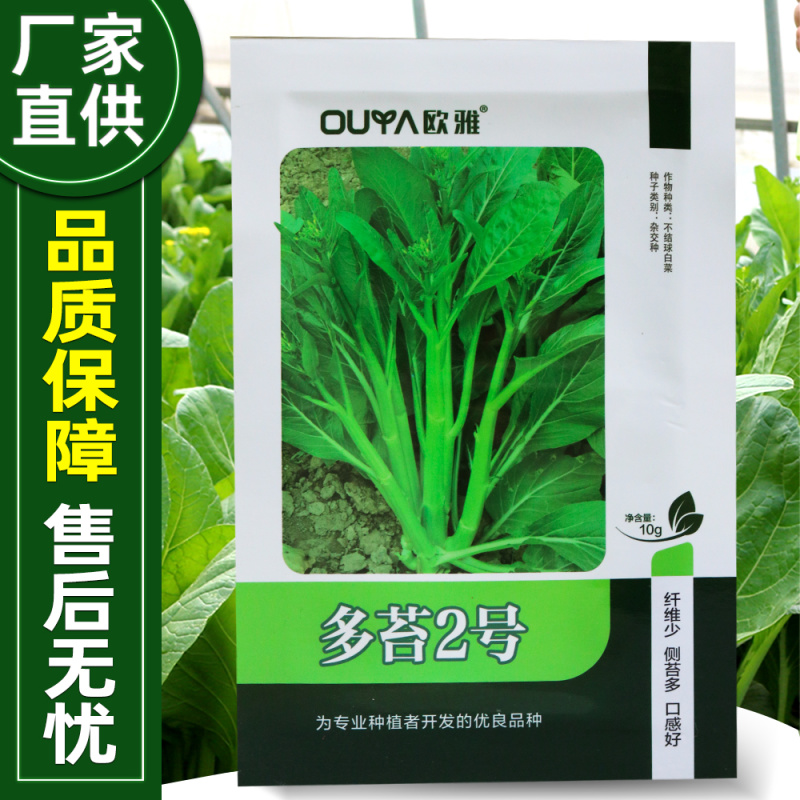 菜苔种子主苔翠绿纤维少叶片绿亮度好主苔粗侧苔分枝能力强