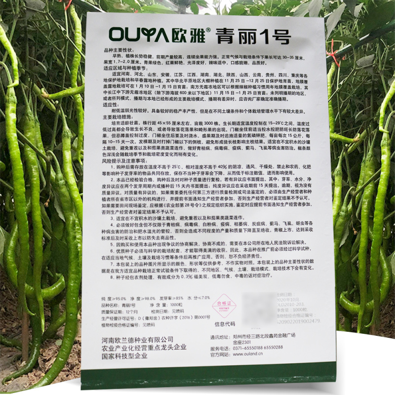青丽1号微辣早熟线椒种子稳产丰产耐低温弱光性好