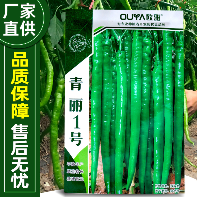 青丽1号微辣早熟线椒种子稳产丰产耐低温弱光性好