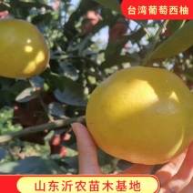 嫁接鸡尾葡萄柚苗台湾黄金柚苗西柚苗品种纯正