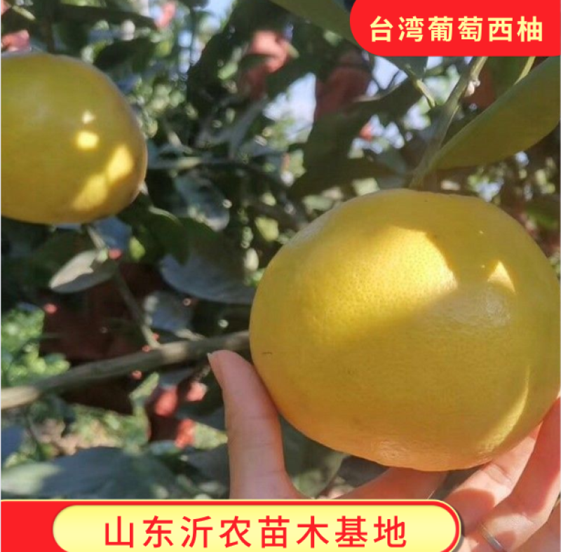 嫁接鸡尾葡萄柚苗台湾黄金柚苗西柚苗品种纯正