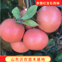 泰国红宝石葡萄柚苗红肉西柚苗西柚苗鸡尾柚品种纯正