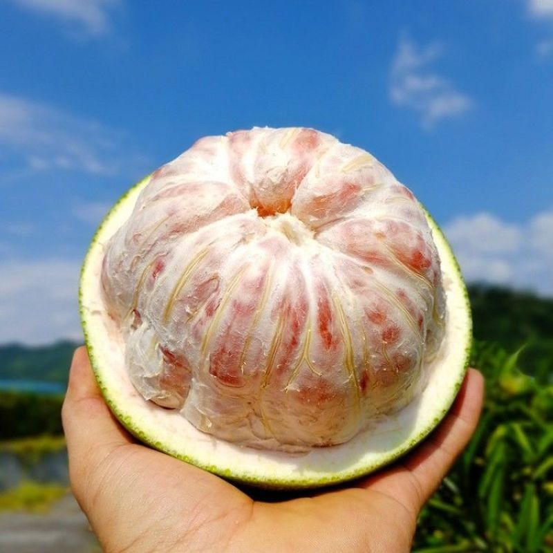 翡翠青柚苗原装正版母本嫁接柚子苗品种纯正