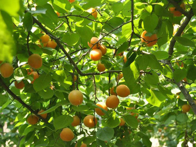 杏树种子果树种子家杏核种子杏子树种子可以嫁接优良各杏树