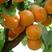 杏树种子果树种子家杏核种子杏子树种子可以嫁接优良各杏树