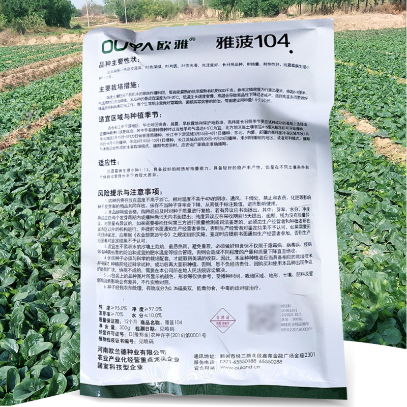 雅菠104菠菜种子耐抽苔耐热叶色深绿叶片圆叶面光滑