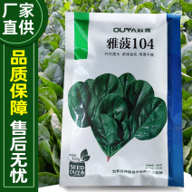 雅菠104菠菜种子耐抽苔耐热叶色深绿叶片圆叶面光滑