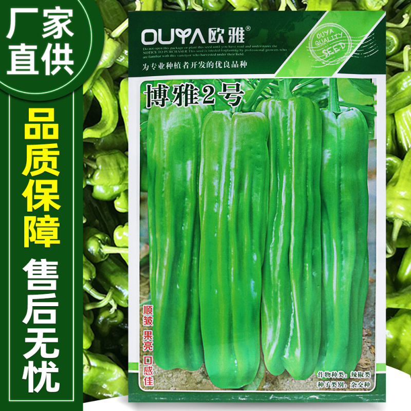博雅2号薄皮辣椒种子皮薄脆嫩淡绿色微辣口感清脆