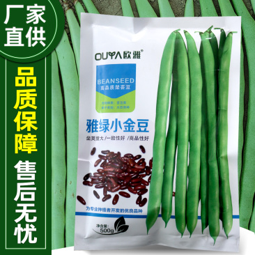 雅绿小金豆架豆种子500g荚条扁圆偏厚头尾均匀一致肉质鲜