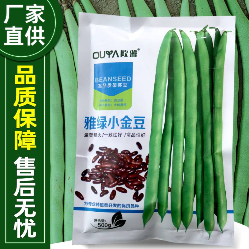 雅绿小金豆架豆种子500g荚条扁圆偏厚头尾均匀一致肉质鲜