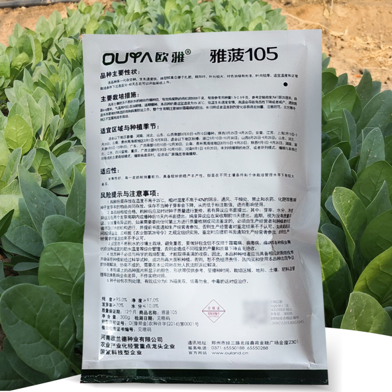 【厂家直销】菠菜种子长速快株型直立易捆扎