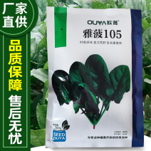 【厂家直销】菠菜种子长速快株型直立易捆扎