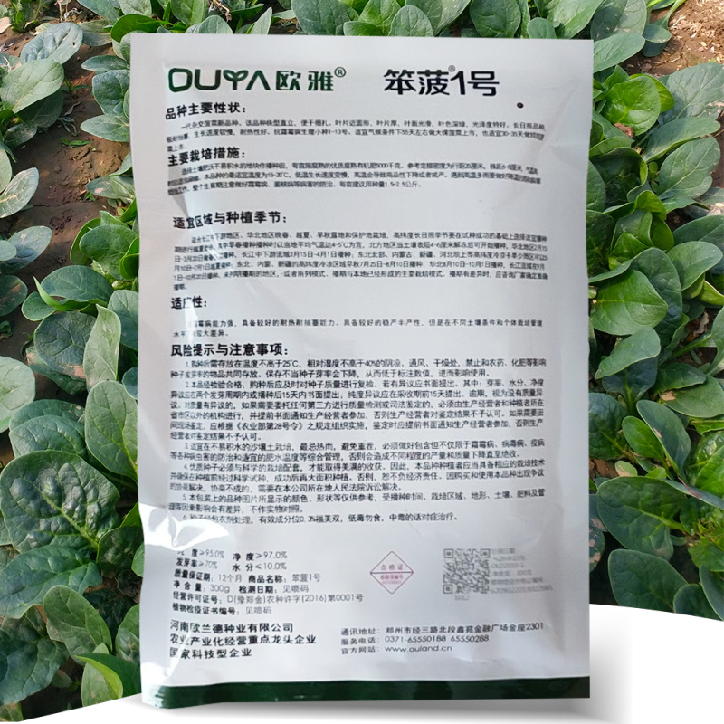 趴地菠菜种子黑圆叶矮脚红根耐热耐寒越冬高抗病趴地菠菜籽种
