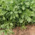小叶茼蒿种子皇帝菜种籽光杆蔬菜多次采收庭院阳台四季高产