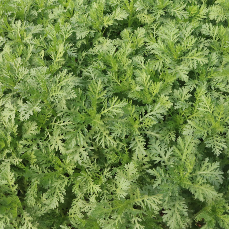 香帅光杆茼蒿种子皇帝菜火锅蔬菜多次采收庭院阳台四季高产
