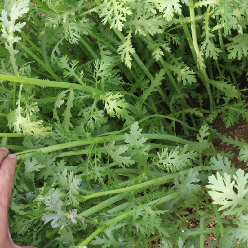 香帅光杆茼蒿种子皇帝菜火锅蔬菜多次采收庭院阳台四季高产