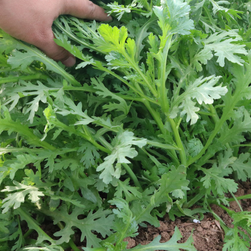 香帅光杆茼蒿种子皇帝菜火锅蔬菜多次采收庭院阳台四季高产
