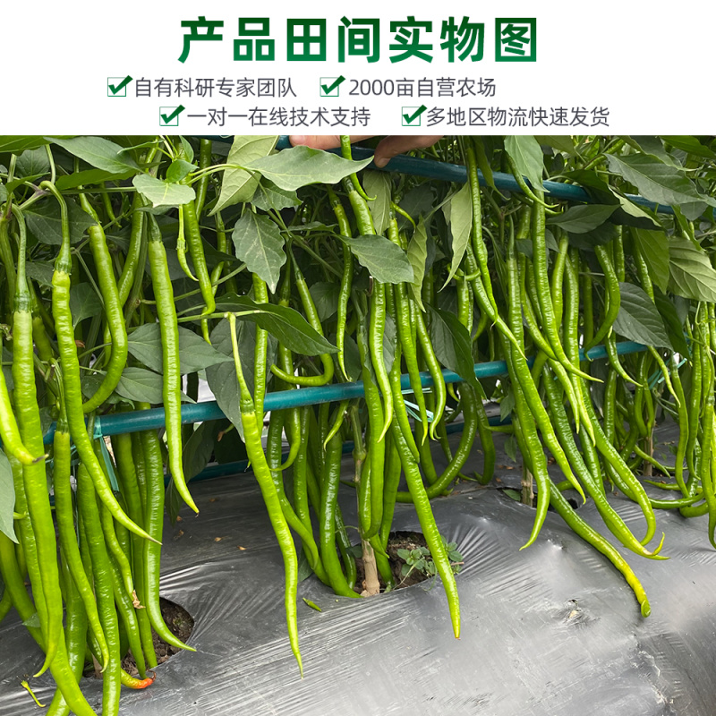 青丽6号杂交一代长线椒种子条顺垂直