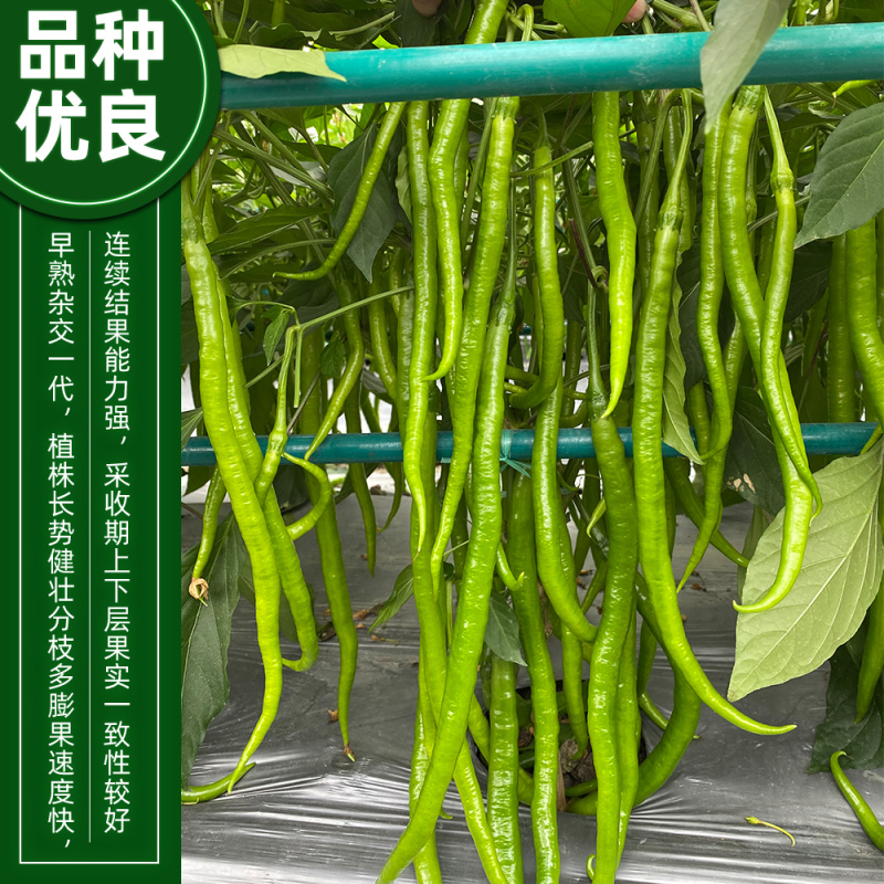 青丽6号杂交一代长线椒种子条顺垂直