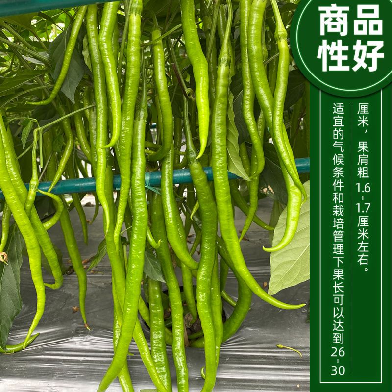 青丽6号杂交一代长线椒种子条顺垂直