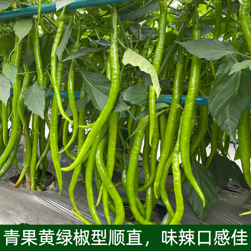 青丽6号杂交一代长线椒种子条顺垂直