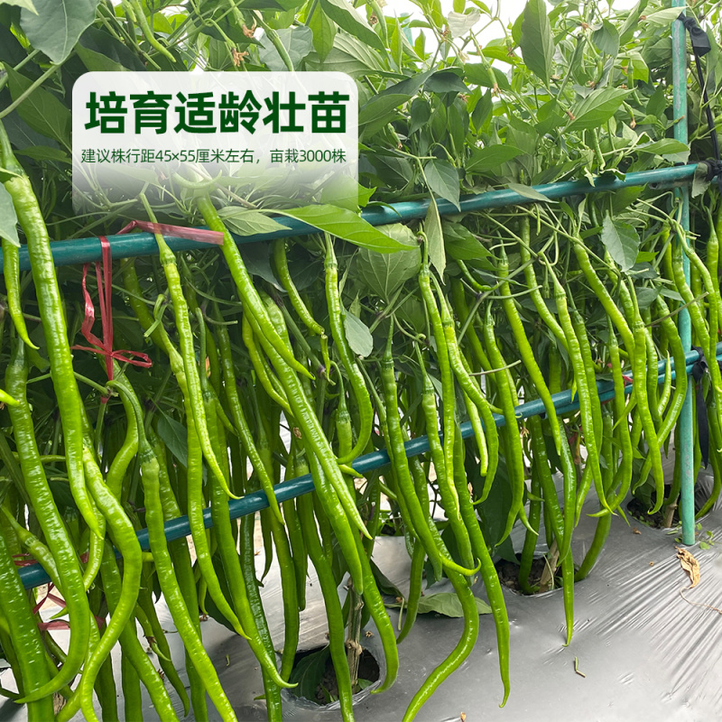 青丽6号杂交一代长线椒种子条顺垂直