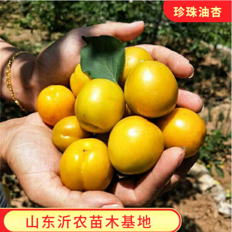 珍珠油杏苗精品嫁接杏树苗保证品种基地保湿发货