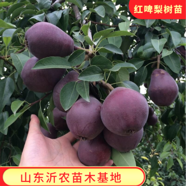 红啤梨苗精品嫁接苗纯甜无渣红皮梨树苗包品种