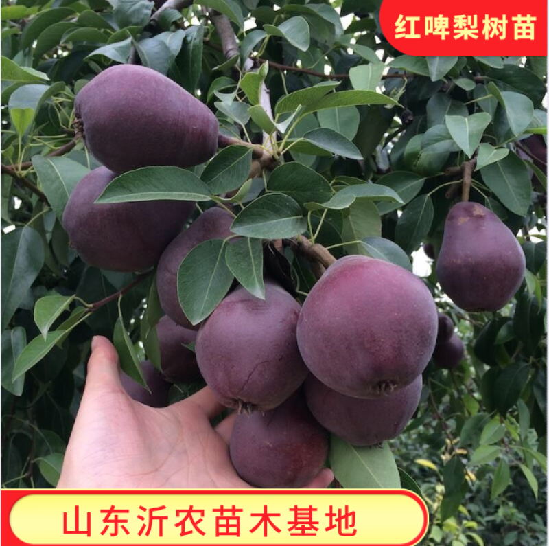 红啤梨苗精品嫁接苗纯甜无渣红皮梨树苗包品种