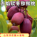 赤焰软枣猕猴桃苗精品嫁接猕猴桃苗品种纯正