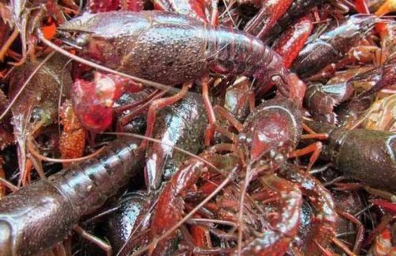 【推荐】湖北清水小龙虾大量上市，对接全国市场，量大优惠