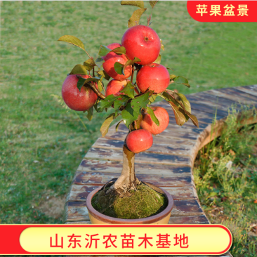 矮化红富士苹果树苗盆景苹果苗造型好量大从优