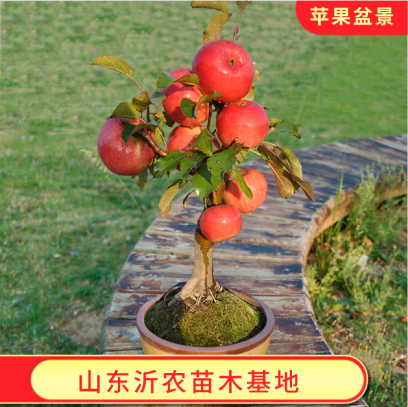矮化红富士苹果树苗盆景苹果苗造型好量大从优