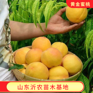 黄金蜜桃苗精品嫁接黄金蜜桃树苗品种纯正