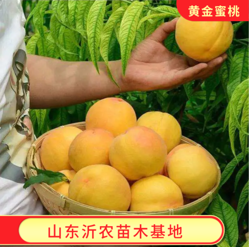 黄金蜜桃苗精品嫁接黄金蜜桃树苗品种纯正