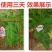 奥力士病毒专用果树蔬菜病毒病花叶病蕨叶病枣疯病花脸病