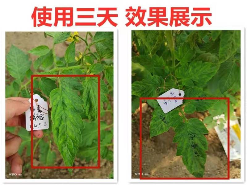 奥力士病毒专用果树蔬菜病毒病花叶病蕨叶病枣疯病花脸病