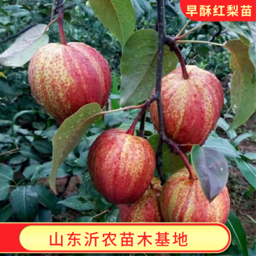 早酥红梨苗精品嫁接梨树苗拒绝假苗基地发货