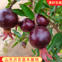突尼斯软籽石榴苗黑籽石榴树苗品种纯正