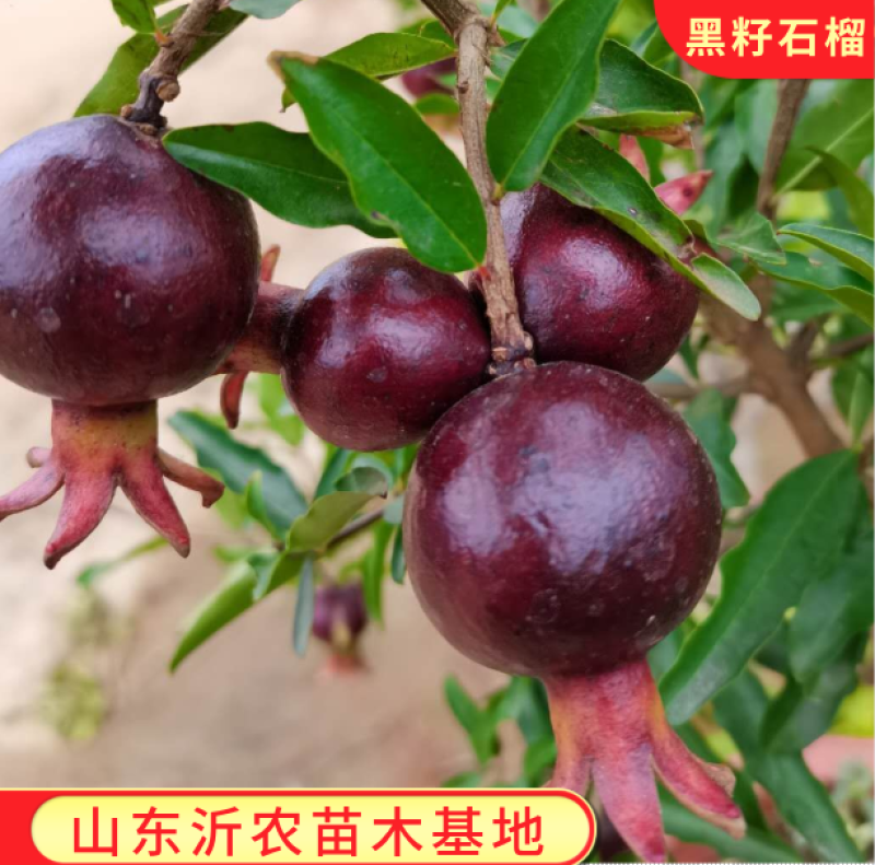 突尼斯软籽石榴苗黑籽石榴树苗品种纯正