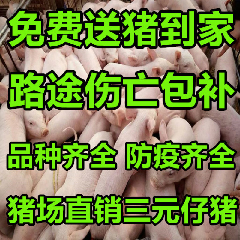 三元仔猪出售，免费送到家。路途死亡包补。品种齐全。