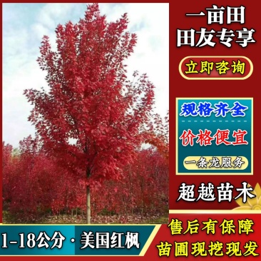 红枫产地直销1—18公分美国红枫，价格低，质量售后有保障